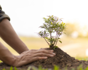 La Red de Juderías celebra Tu Bishvat, el Año Nuevo de los Árboles
